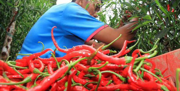 Pedasnya Harga Cabai Yang Kerap Membuat Gejolak Inflasi Makro Katadata Co Id
