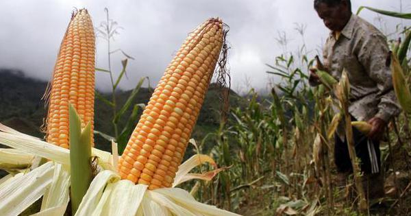 Pertanian Padi Dan Jagung Dibayangi Masalah Tenaga Kerja Sewa Lahan Industri Katadata Co Id