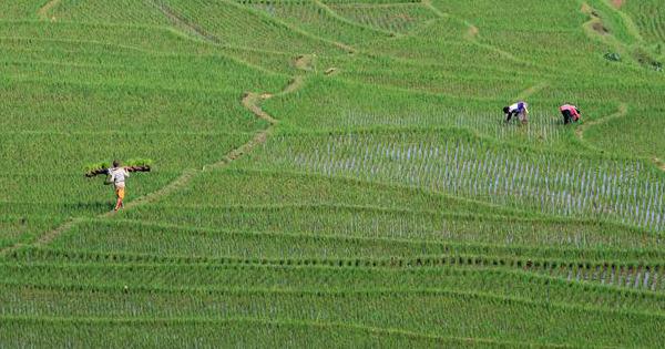 Genjot Industri Pangan Lewat Swasta Holding Bumn Hingga Food Estate Industri Katadata Co Id